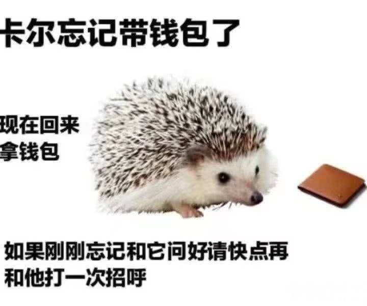 小刺猬卡尔超萌表情包介绍分享