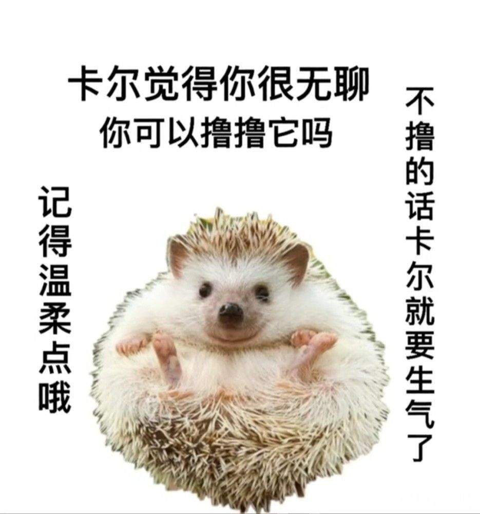 小刺猬卡尔超萌表情包介绍分享