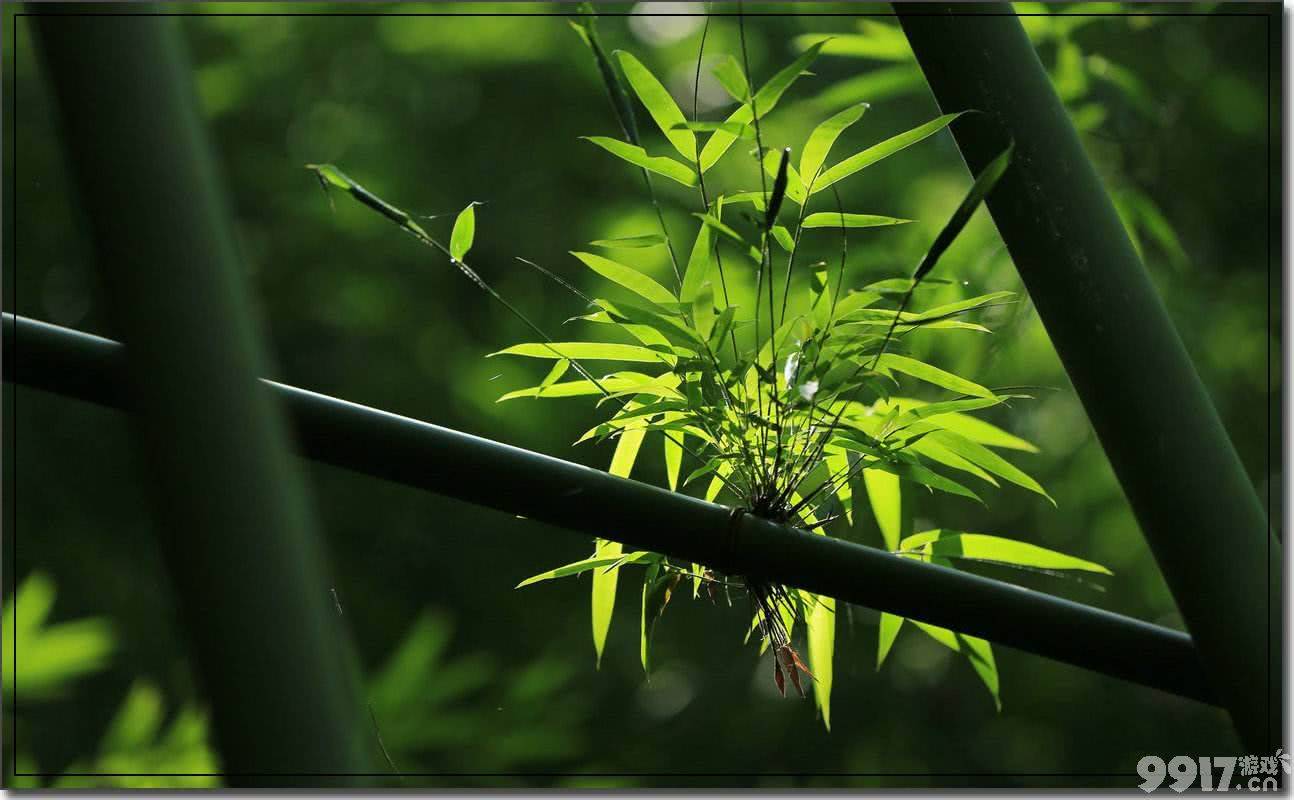 大熊猫爱吃的竹子，实际上是什么？今日蚂蚁庄园答案解析